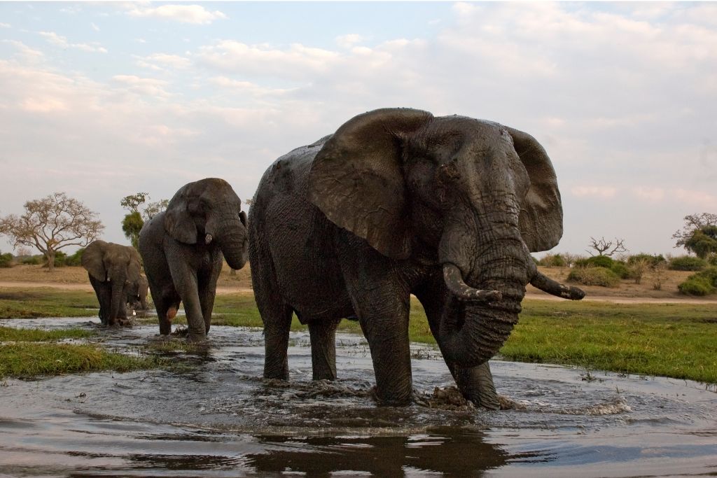 elephant at chobe river, chobe national park botswana