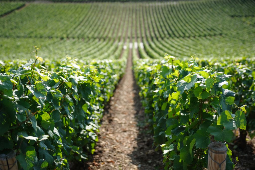vineyards in burgundy, côte d’or