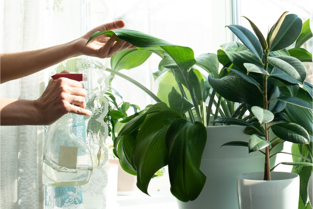 person watering plants indoor