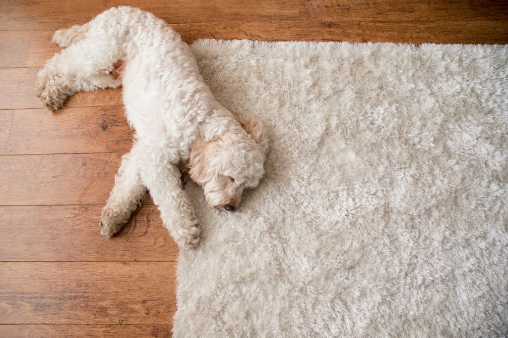 dog sleeping on the rug